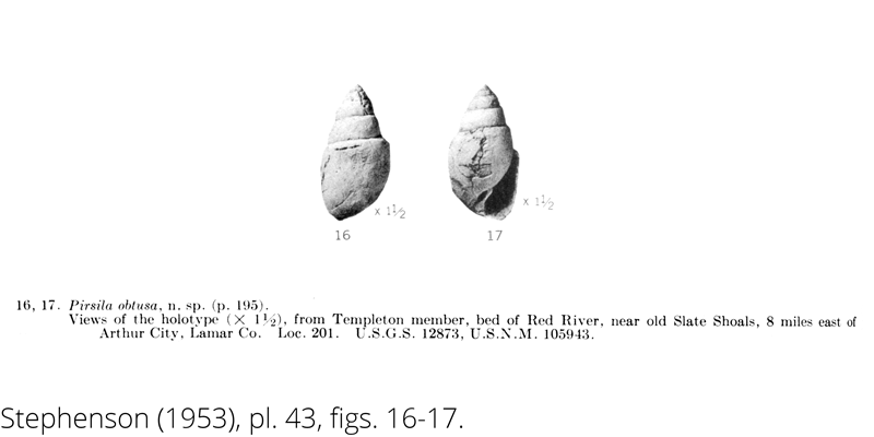 <i> Pirsila obtusa </i> from the Cenomanian Woodbine Fm. of Texas (Stephenson 1953).