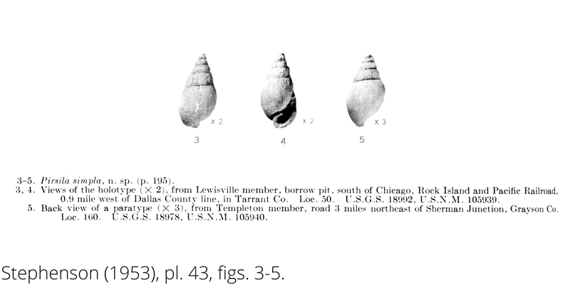 <i> Pirsila simpla </i> from the Cenomanian Woodbine Fm. of Texas (Stephenson 1953).