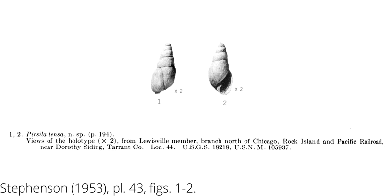 <i> Pirsila tensa </i> from the Cenomanian Woodbine Fm. of Texas (Stephenson 1953).