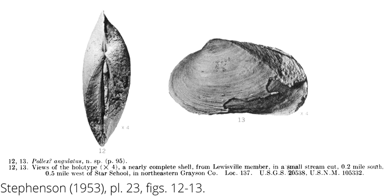 <i> Pollex angulatus </i> from the Cenomanian Woodbine Fm. of Texas (Stephenson 1953).