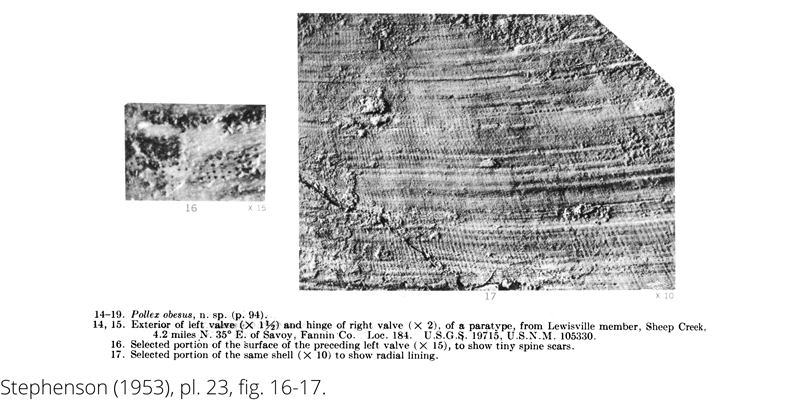 <i> Pollex obesus </i> from the Cenomanian Woodbine Fm. of Texas (Stephenson 1953).