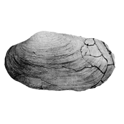 Pollex obesus