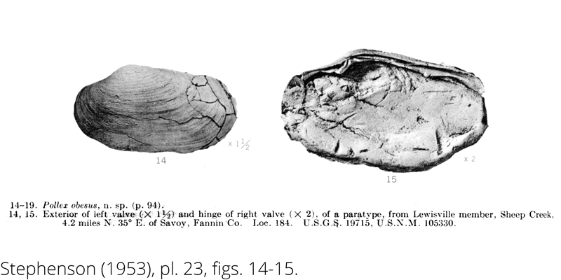<i> Pollex obesus </i> from the Cenomanian Woodbine Fm. of Texas (Stephenson 1953).