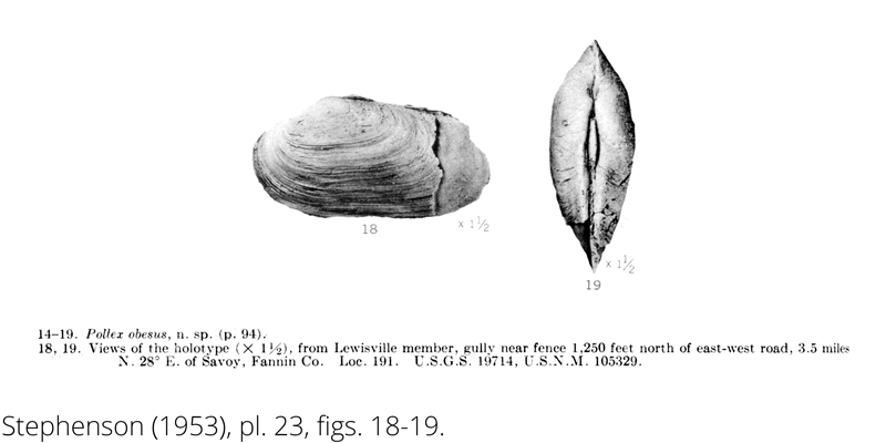 <i> Pollex obesus </i> from the Cenomanian Woodbine Fm. of Texas (Stephenson 1953).