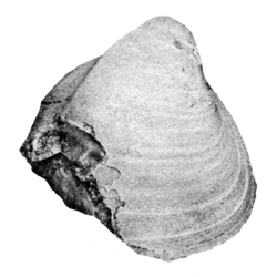 Protocardia timberensis