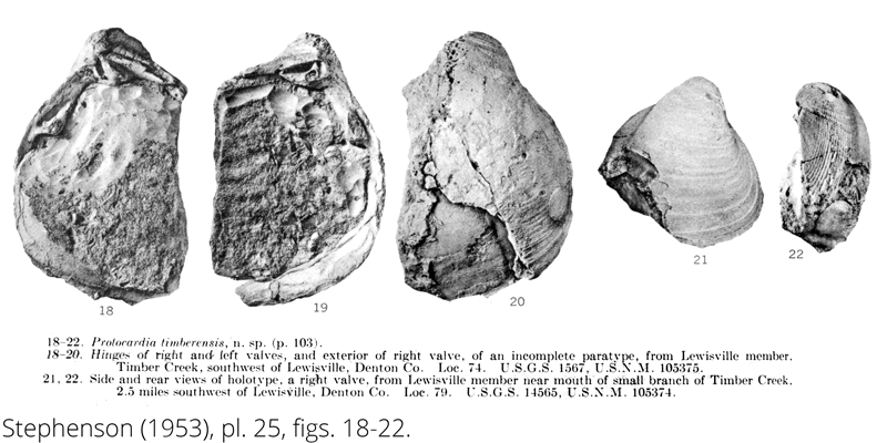 <i> Protocardia timberensis </i> from the Cenomanian Woodbine Fm. of Texas (Stephenson 1953).