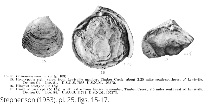 <i> Protocardia torta </i> from the Cenomanian Woodbine Fm. of Texas (Stephenson 1953).