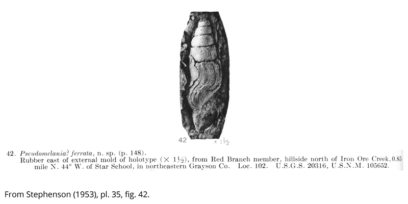 <i> Pseudomelania ferrata </i> from the Cenomanian Woodbine Fm. of Texas (Stephenson 1953).