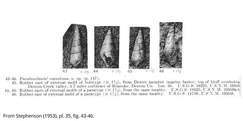 <i> Pseudomelania roanokana </i> from the Cenomanian Woodbine Fm. of Texas (Stephenson 1953).