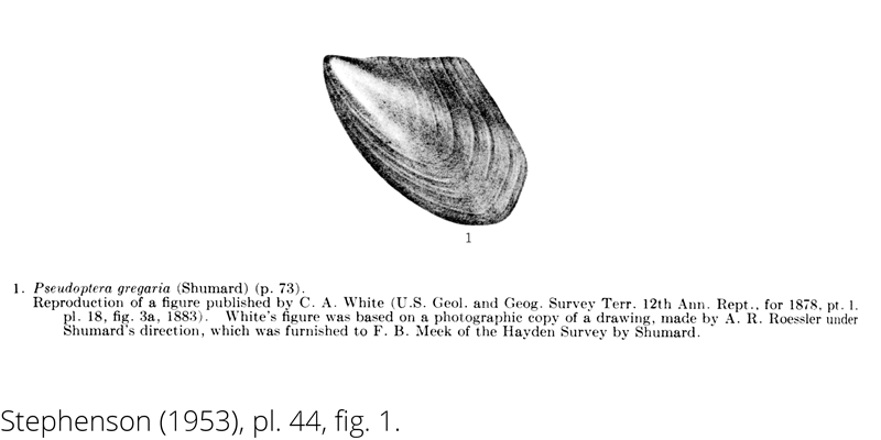 <i> Pseudoptera gregaria </i> from the Cenomanian Woodbine Fm. of Texas (Stephenson 1953).