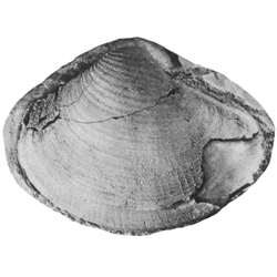 Psilomya concentrica