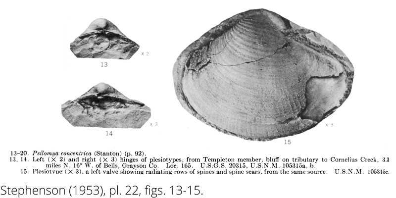 <i> Psilomya concentrica </i> from the Cenomanian Woodbine Fm. of Texas (Stephenson 1953).