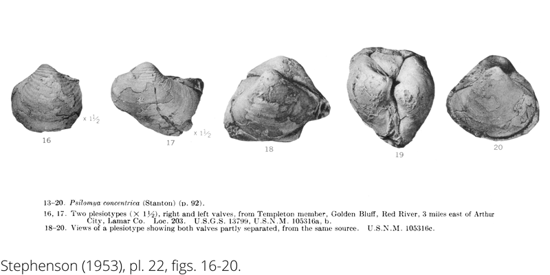 <i> Psilomya concentrica </i> from the Cenomanian Woodbine Fm. of Texas (Stephenson 1953).