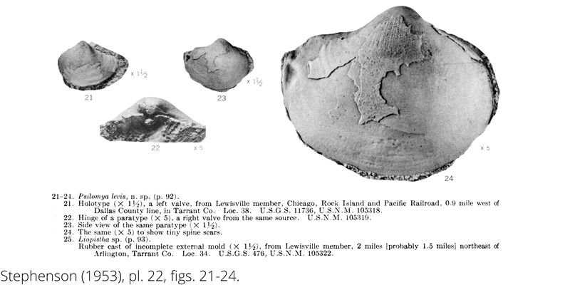 <i> Psilomya levis </i> from the Cenomanian Woodbine Fm. of Texas (Stephenson 1953).