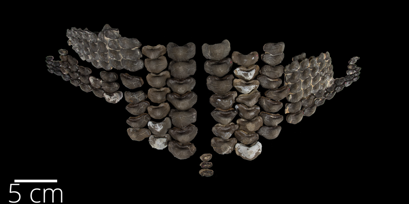 Upper dentition of <i> Ptychodus mortoni </i> from the Santonian Niobrara Fm. of Rooks County, Kansas (FHSMVP 2238).