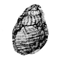 Pyrgulifera costata