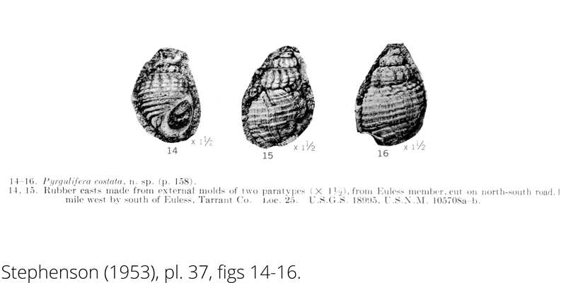 <i> Pyrgulifera costata </i> from the Cenomanian Woodbine Fm. of Texas (Stephenson 1953).