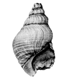 Pyrgulifera costata sublevis