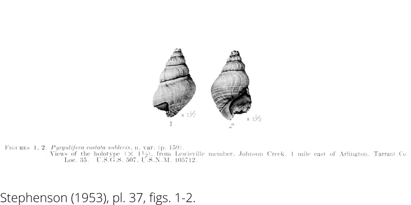 <i> Pyrgulifera costata sublevis </i> from the Cenomanian Woodbine Fm. of Texas (Stephenson 1953).