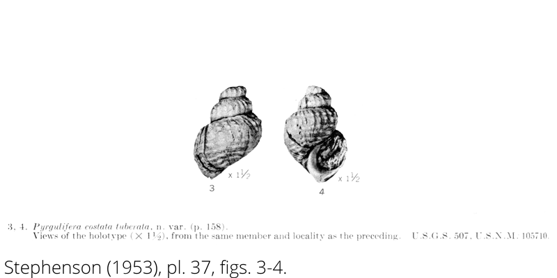 <i> Pyrgulifera costata tuberata </i> from the Cenomanian Woodbine Fm. of Texas (Stephenson 1953).