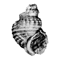 Pyrgulifera ornata