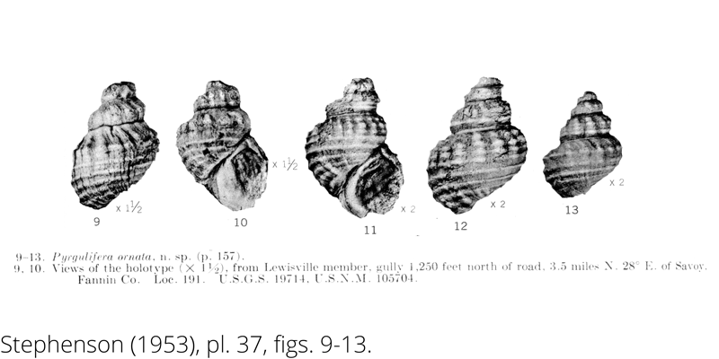 <i> Pyrgulifera ornata </i> from the Cenomanian Woodbine Fm. of Texas (Stephenson 1953).