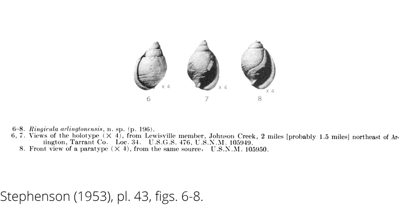 <i> Ringicula arlingtonensis </i> from the Cenomanian Woodbine Fm. of Texas (Stephenson 1953).