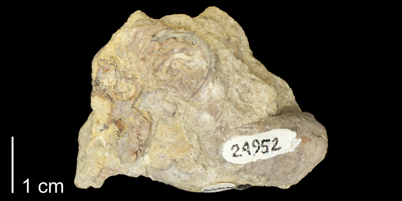 <i> Serpula cragini </i> from the Albian Kiowa Fm. of Kiowa County, Kansas (KUMIP 500036).