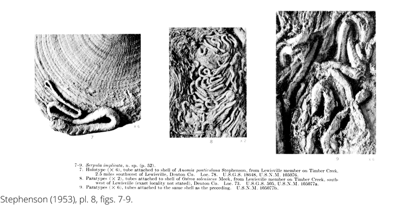 <i> Serpula implicata </i> from the Cenomanian Woodbine Fm. of Texas (Stephenson 1953).