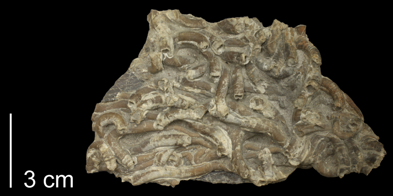 <i> Serpula semicoalita </i> from the Turonian Carlile Shale Fm. of Osborne County, Kansas (FHSM 58898).