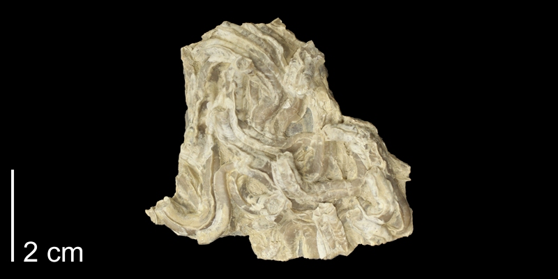 <i> Serpula tenuicarinata </i> from the Turonian Carlile Shale Fm. of Russell County, Kansas (KUMIP 58897).