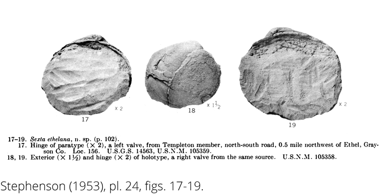 <i> Sexta ethelana </i> from the Cenomanian Woodbine Fm. of Texas (Stephenson 1953).