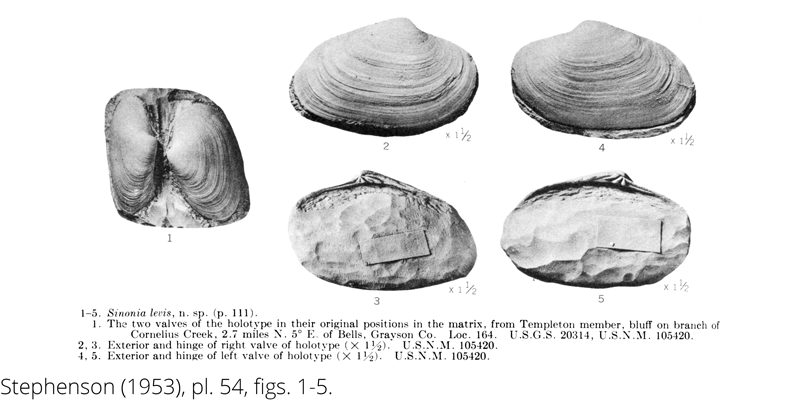 <i> Sinonia levis </i> from the Cenomanian Woodbine Fm. of Texas (Stephenson 1953).