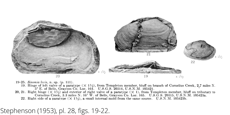 <i> Sinonia levis </i> from the Cenomanian Woodbine Fm. of Texas (Stephenson 1953).