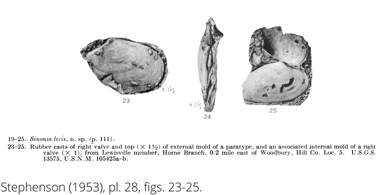 <i> Sinonia levis </i> from the Cenomanian Woodbine Fm. of Texas (Stephenson 1953).