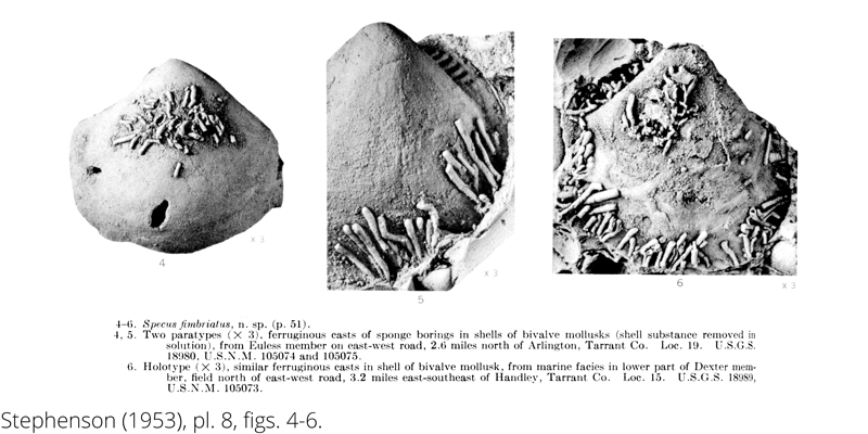 <i> Specus fimbriatus </i> from the Cenomanian Woodbine Fm. of Texas (Stephenson 1953).