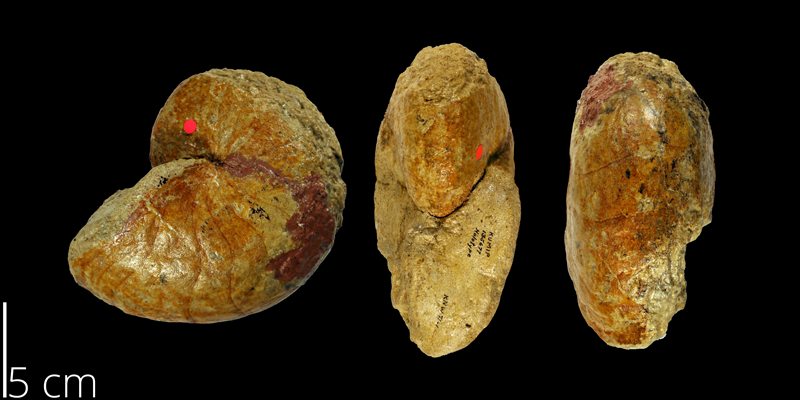 Holotype of <i> Stenzeloceras sinuosum </i> from the Campanian Mooreville Fm. of Montgomery County, Alabama (KUMIP 135677).