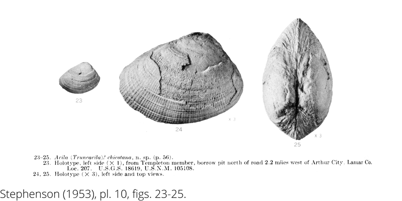 <i> Acila chicotana </i> from the Cenomanian Woodbine Fm. of Texas (Stephenson 1953).