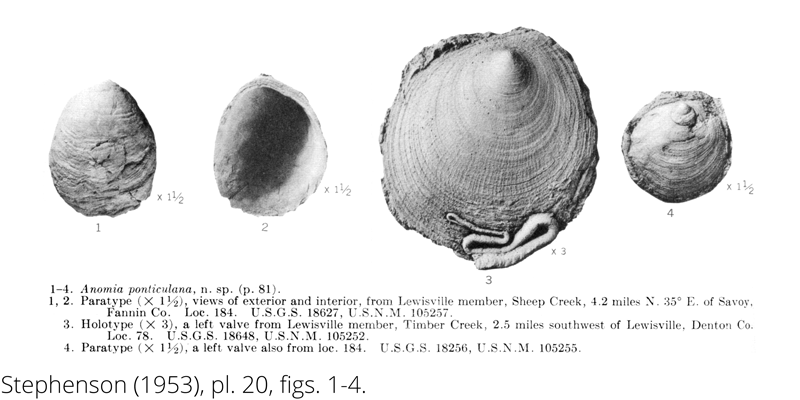 <i> Anomia ponticulana </i> from the Cenomanian Woodbine Fm. of Texas (Stephenson 1953).