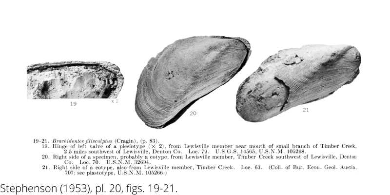 <i> Brachidontes filisculptus </i> from the Cenomanian Woodbine Fm. of Texas (Stephenson 1953).