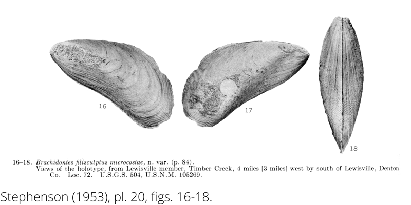 <i> Brachidontes filisculptus microcostae </i> from the Cenomanian Woodbine Fm. of Texas (Stephenson 1953).