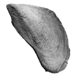 Brachidontes fulpensis