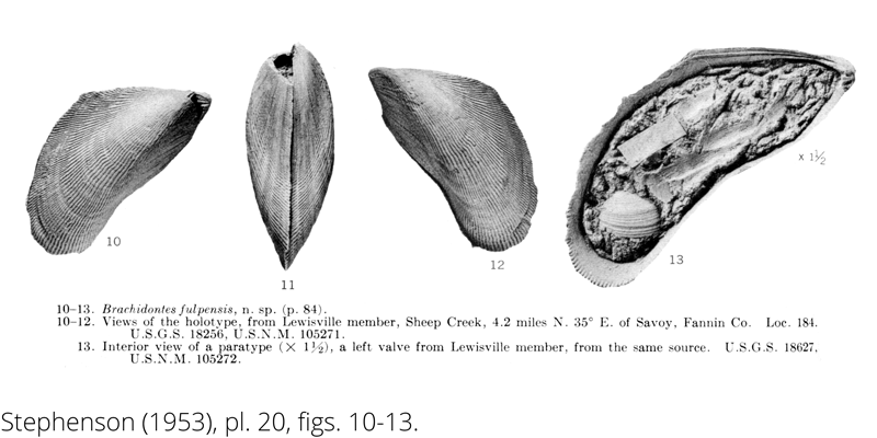 <i> Brachidontes fulpensis </i> from the Cenomanian Woodbine Fm. of Texas (Stephenson 1953).