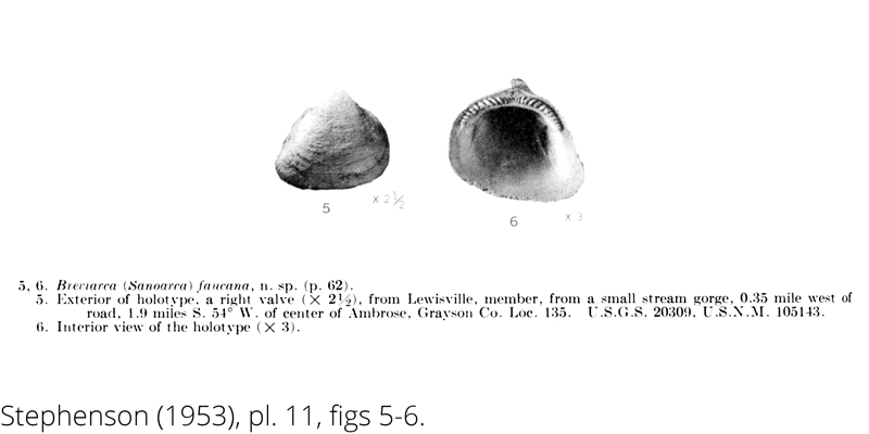 <i> Breviarca minor </i> from the Cenomanian Woodbine Fm. of Texas (Stephenson 1953).