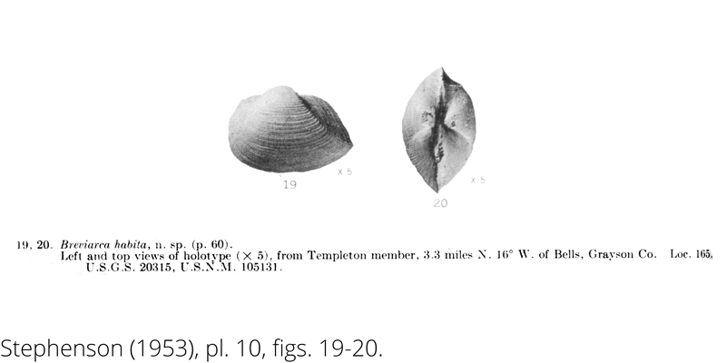 <i> Breviarca habita </i> from the Cenomanian Woodbine Fm. of Texas (Stephenson 1953).