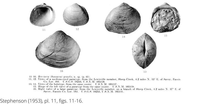 <i> Breviarca grandis </i> from the Cenomanian Woodbine Fm. of Texas (Stephenson 1953).