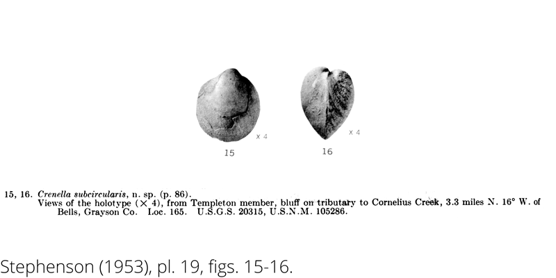 <i> Crenella subcircularis </i> from the Cenomanian Woodbine Fm. of Texas (Stephenson 1953).