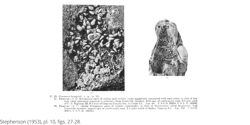 <i> Graysonia bergquisti </i> from the Cenomanian Woodbine Fm. of Texas (Stephenson 1953).