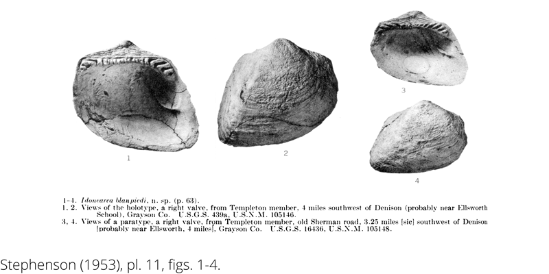 <i> Idonearca blanpiedi </i> from the Cenomanian Woodbine Fm. of Texas (Stephenson 1953).