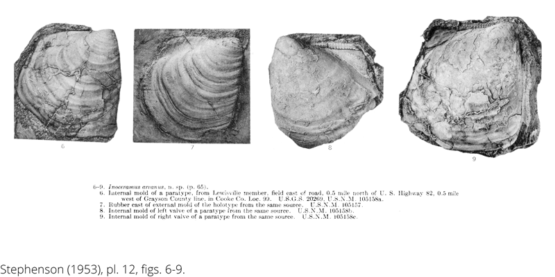 <i> Inoceramus arvanus </i> from the Cenomanian Woodbine Fm. of Texas (Stephenson 1953).